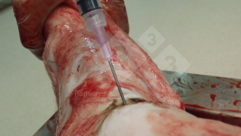 Figura 1. Recolha de amostra de l&iacute;quido articular num porco morto. A pele é eliminada e é usada uma seringa para recolher o l&iacute;quido articular de forma ass&eacute;ptica.
